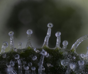 trichomes